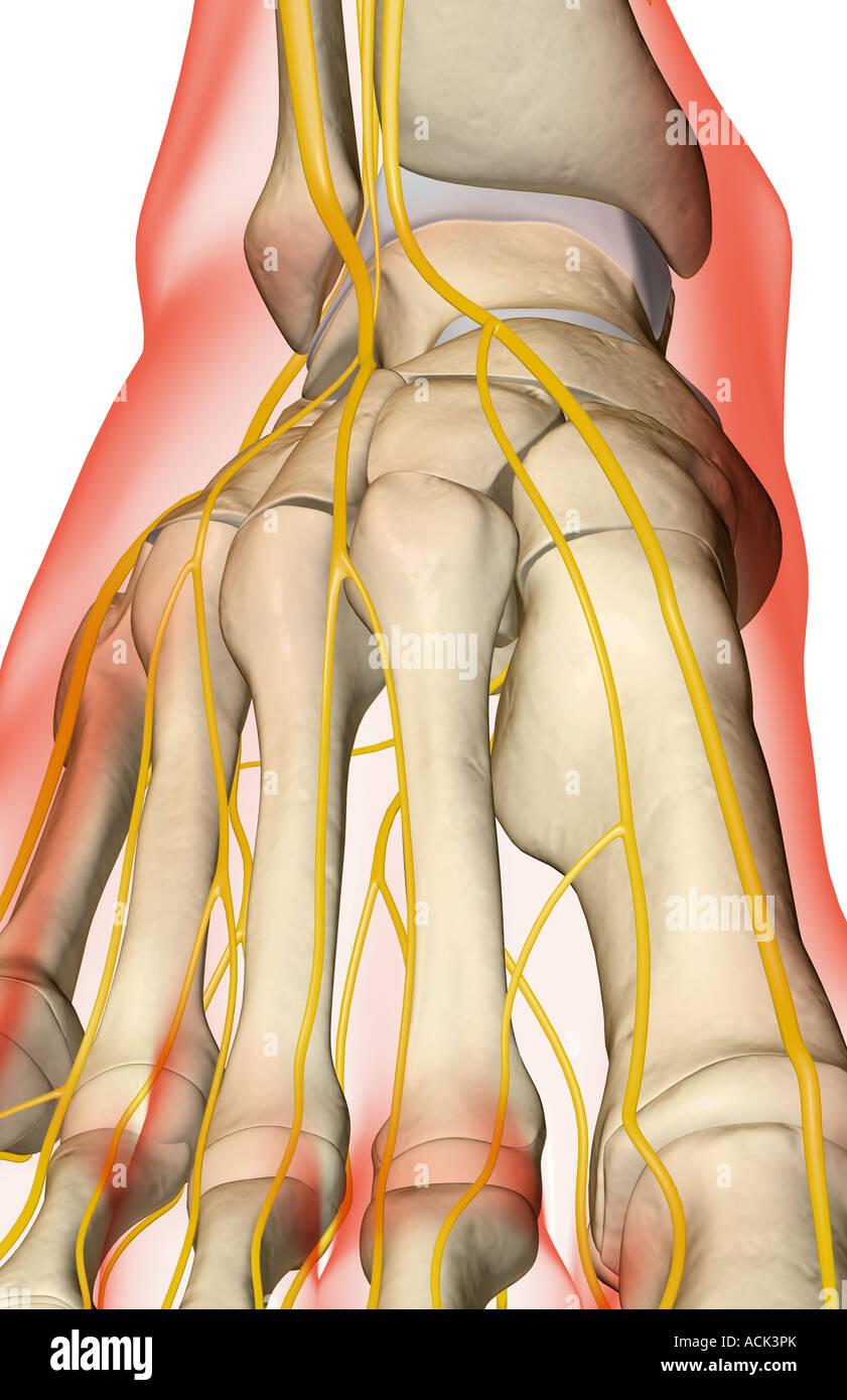 Dorsal Digital Nerves High Resolution Stock Photography and Images - Alamy