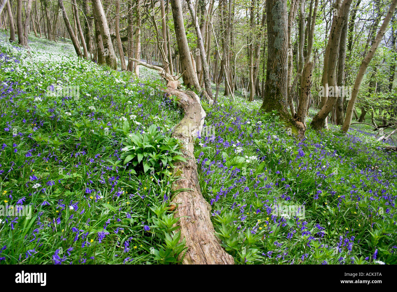 Log in Wooded Forest of Allium White Wild Garlic and Bluebells and trees Tyneham Village Dorset Stock Photo
