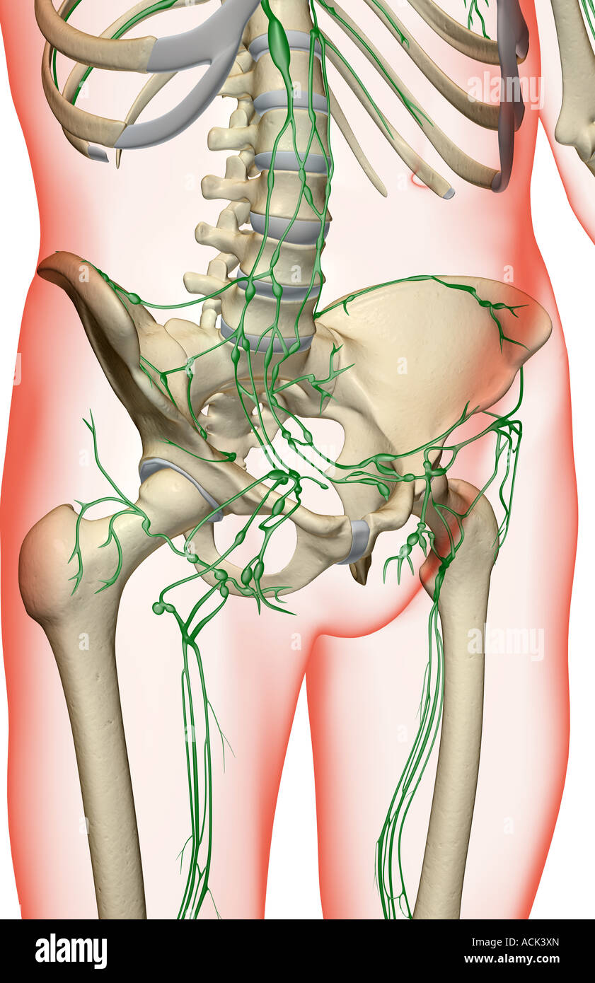 Inguinal Lymph Nodes High Resolution Stock Photography and Images - Alamy