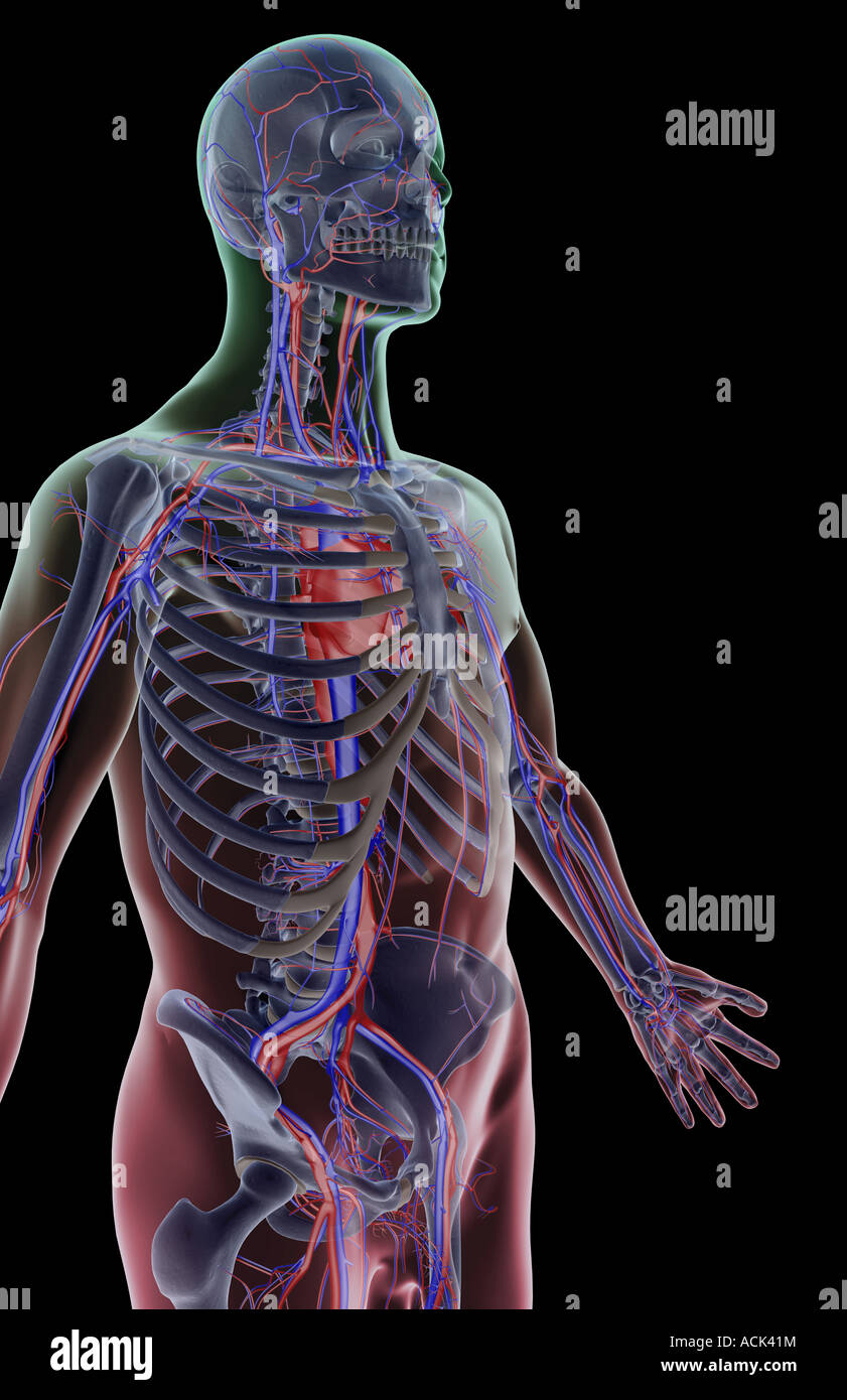 The blood supply of the upper body Stock Photo