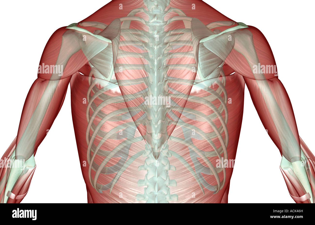 The musculoskeleton of the upper body Stock Photo