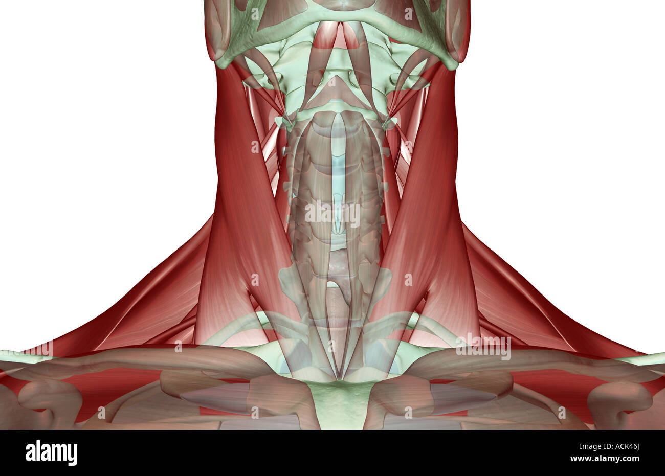 The musculoskeleton of the neck Stock Photo