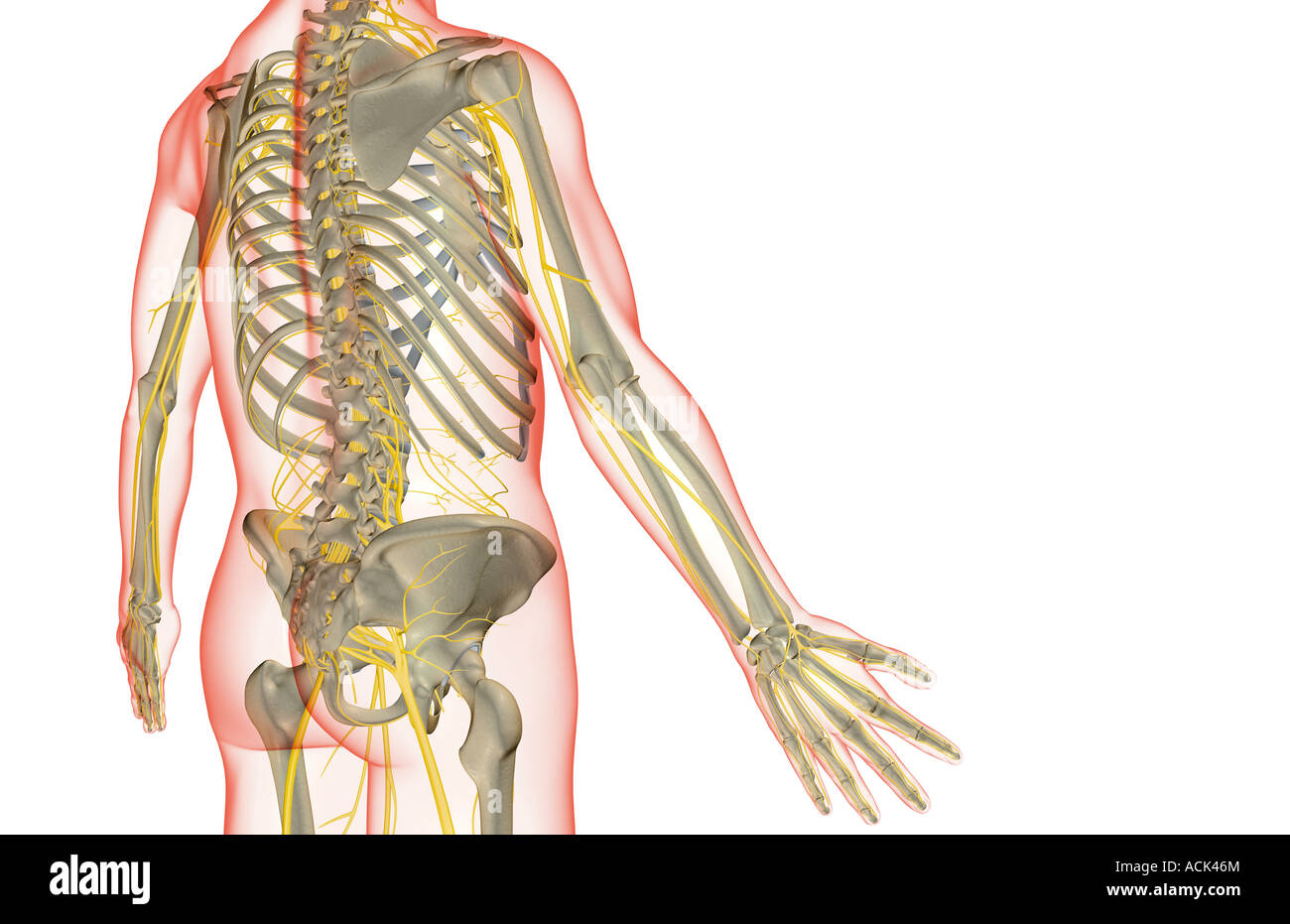 The nerves of the trunk Stock Photo Alamy