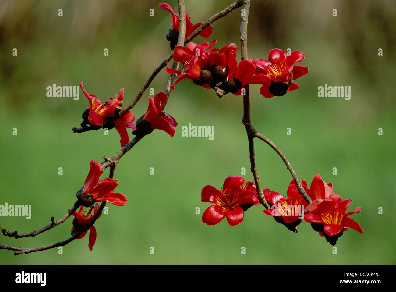 Cotton Tree Flowers High Resolution Stock Photography And Images Alamy