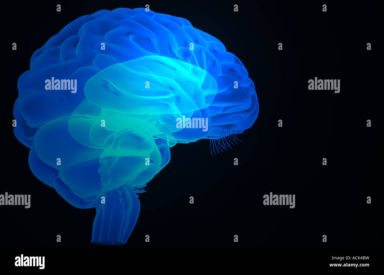 Cerebrum cerebellum brainstem hi-res stock photography and images - Alamy