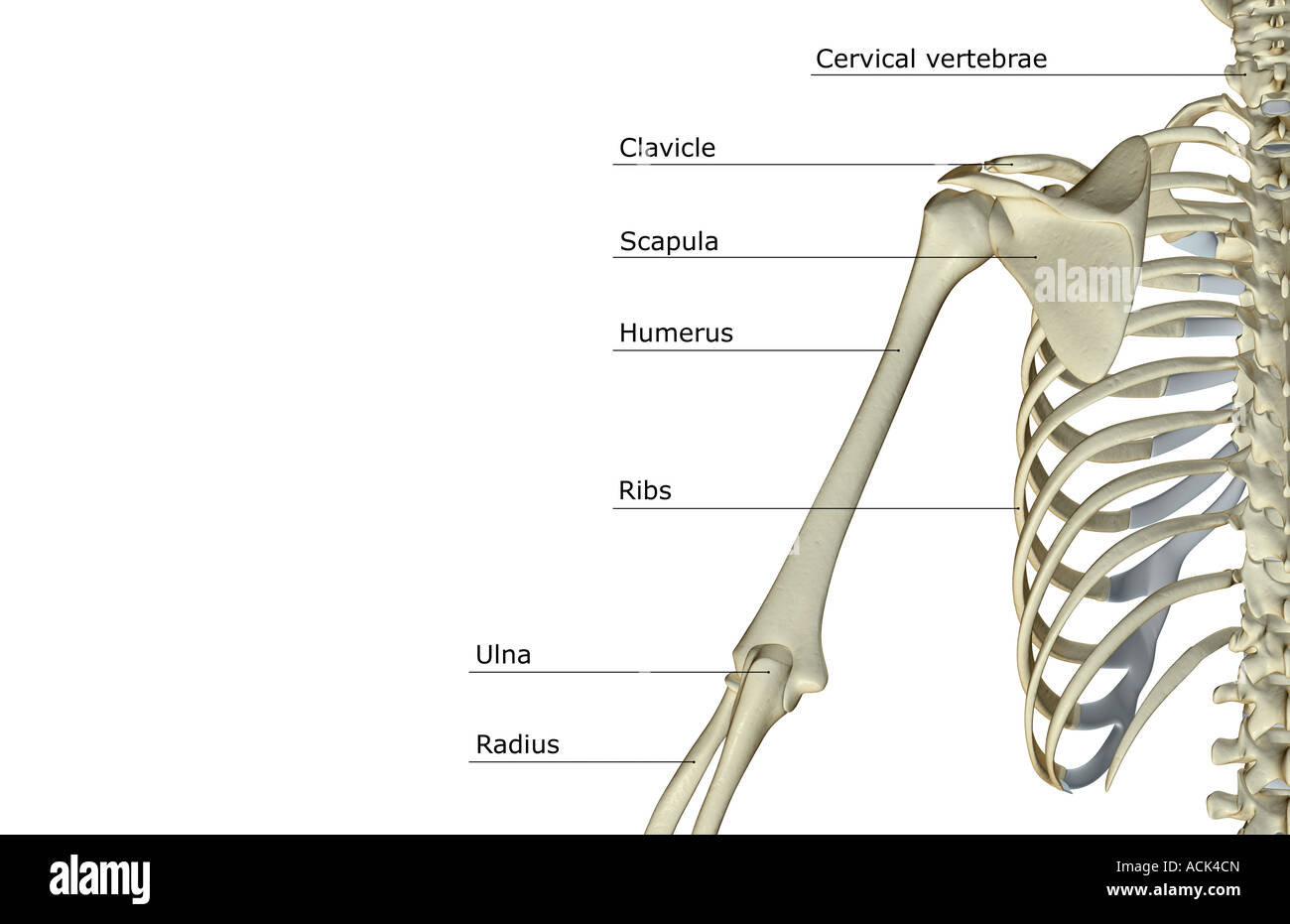 Shoulder And Upper Limb Bones