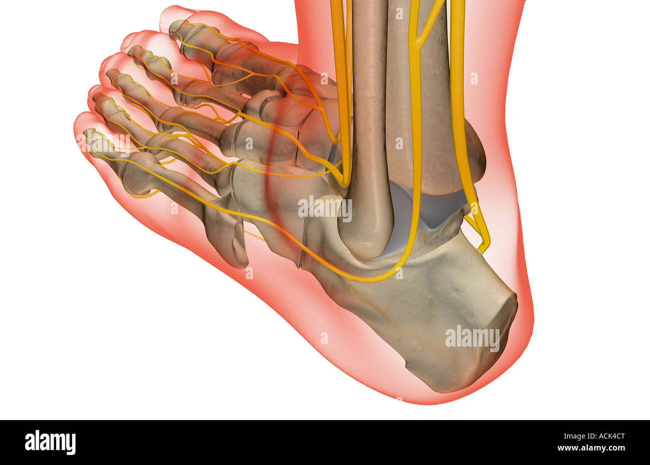 The nerves of the foot Stock Photo Alamy