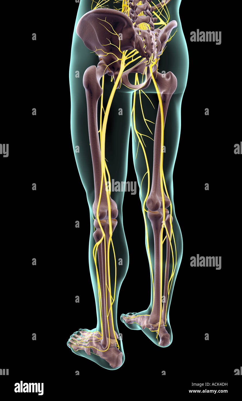 Nerves Lower Body Stock Photos & Nerves Lower Body Stock Images - Alamy