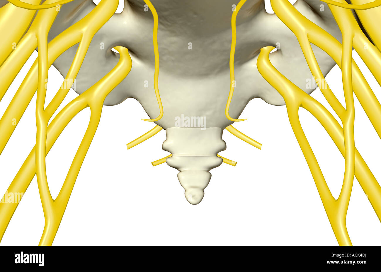 The coccygeal nerves Stock Photo 13175837 Alamy