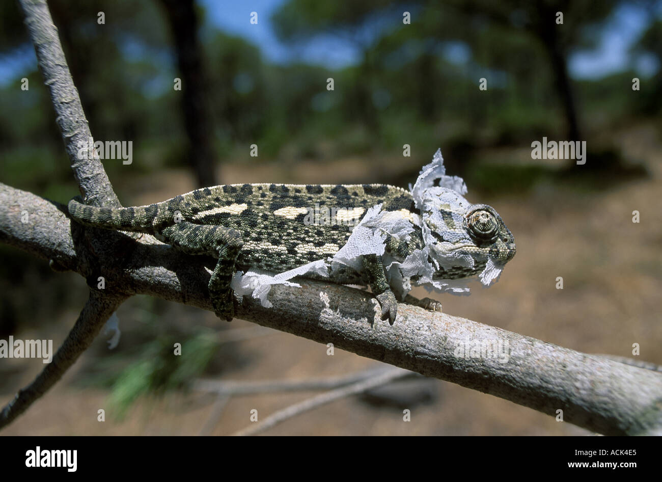 Image result for European chameleon hi-res stock photography and images - Alamy