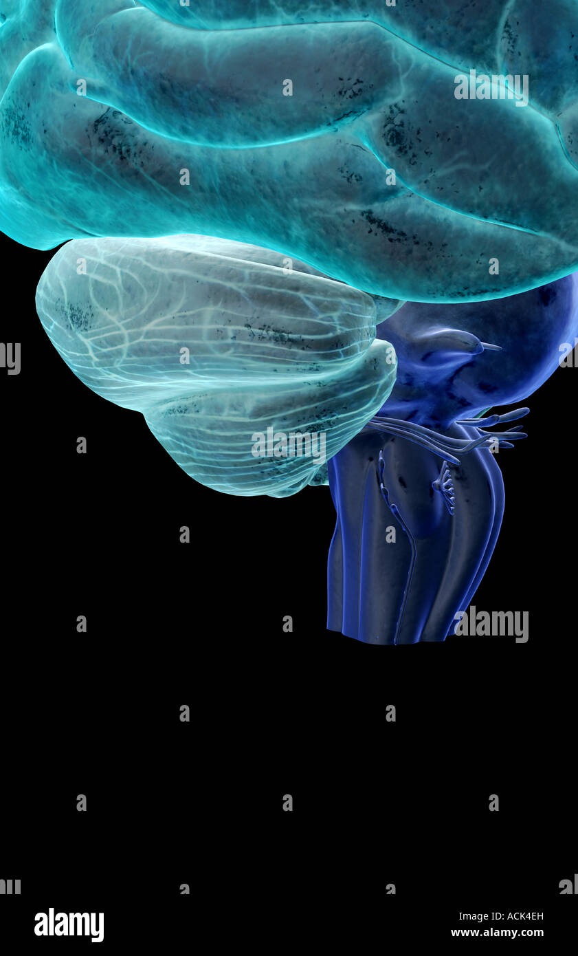 The cerebellum and brainstem Stock Photo - Alamy