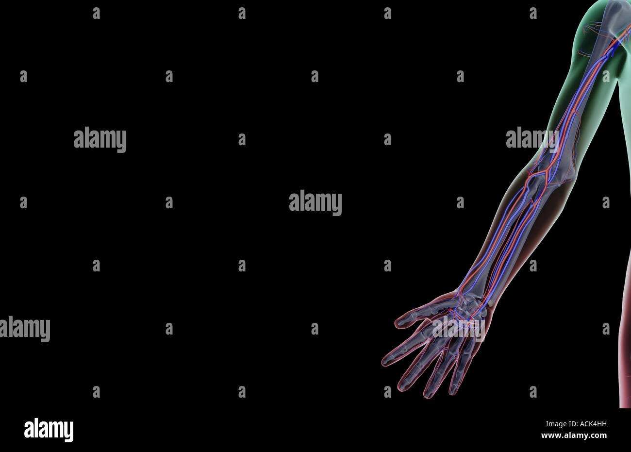 The blood supply of the upper limb Stock Photo
