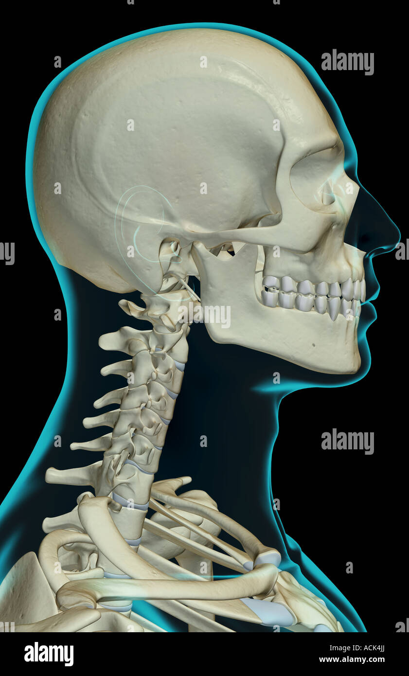 The Bones Of The Head Neck And Face Stock Photo Alamy