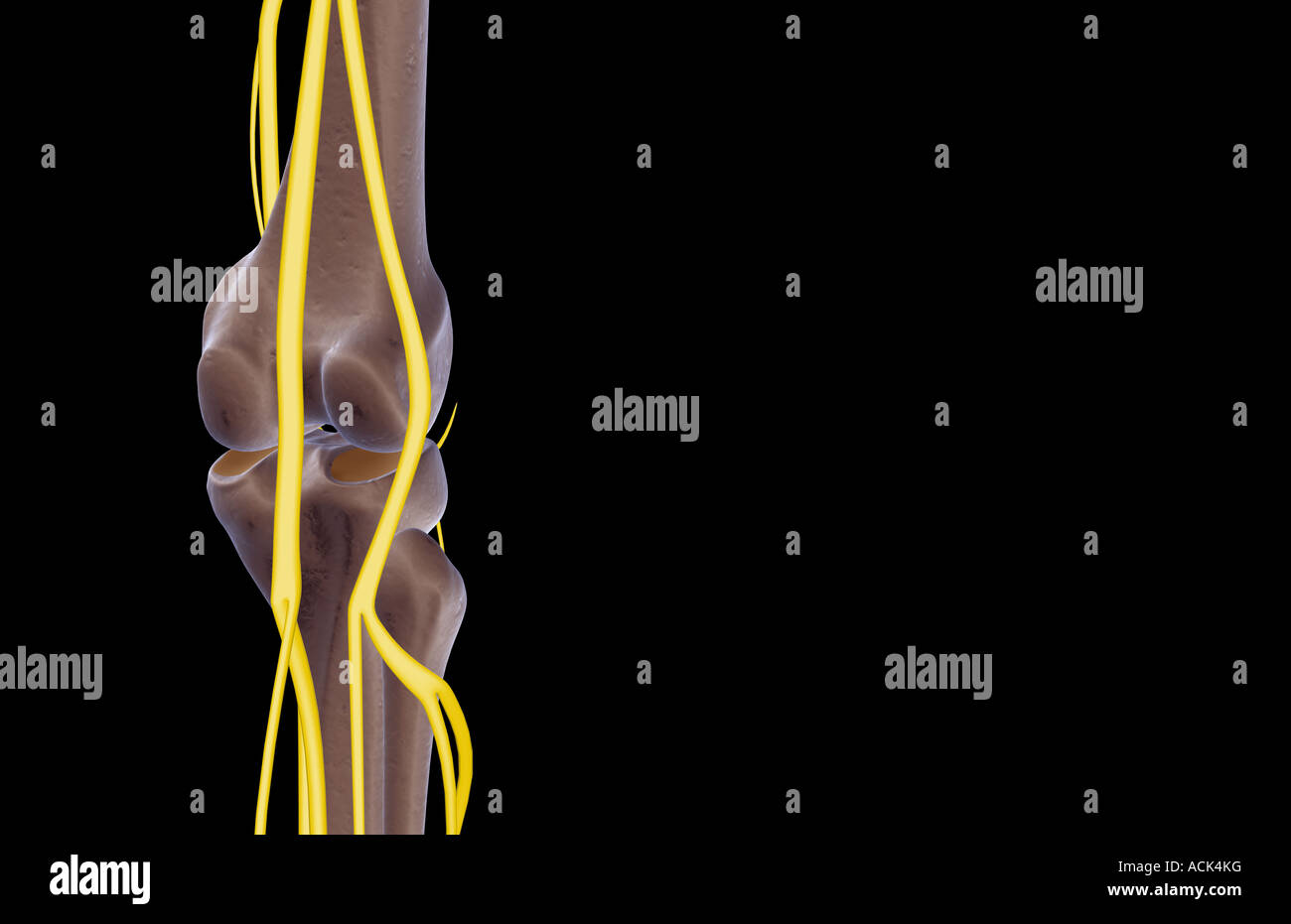 The nerves of the knee Stock Photo Alamy