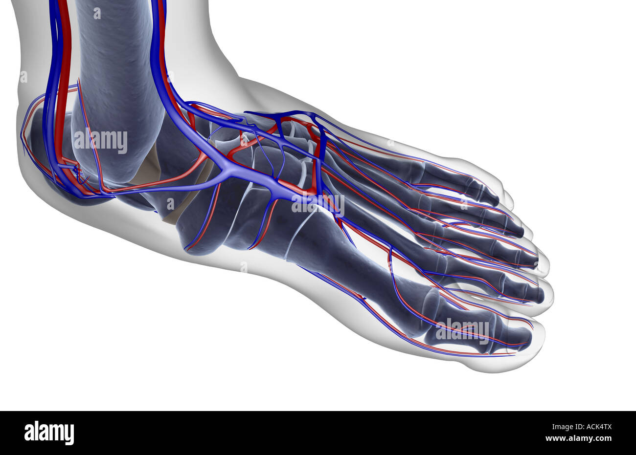 The blood supply of the foot Stock Photo