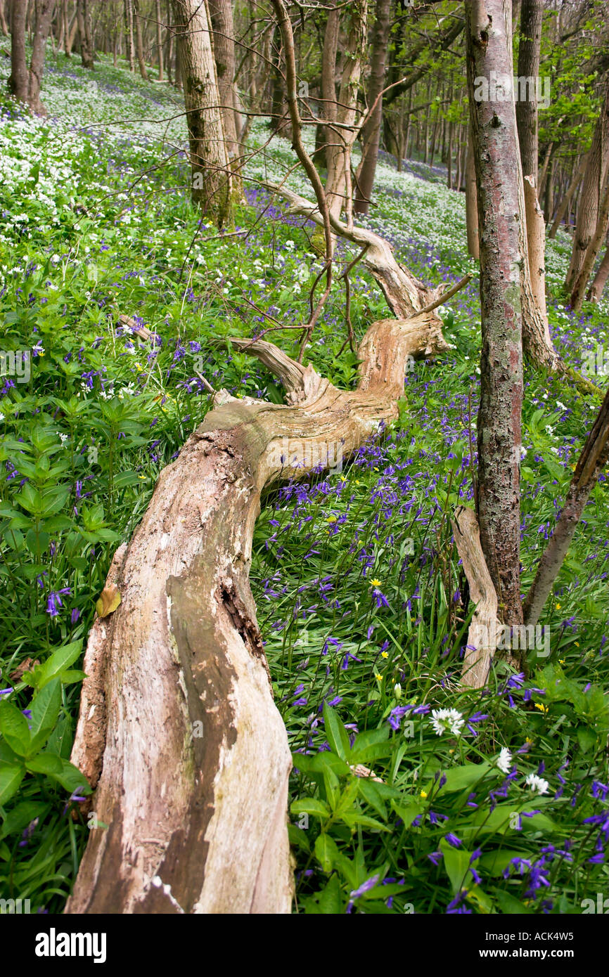 Trees Log in Wooded Forest of White Wild Garlic allium and Bluebells and trees Tyneham Village Stock Photo