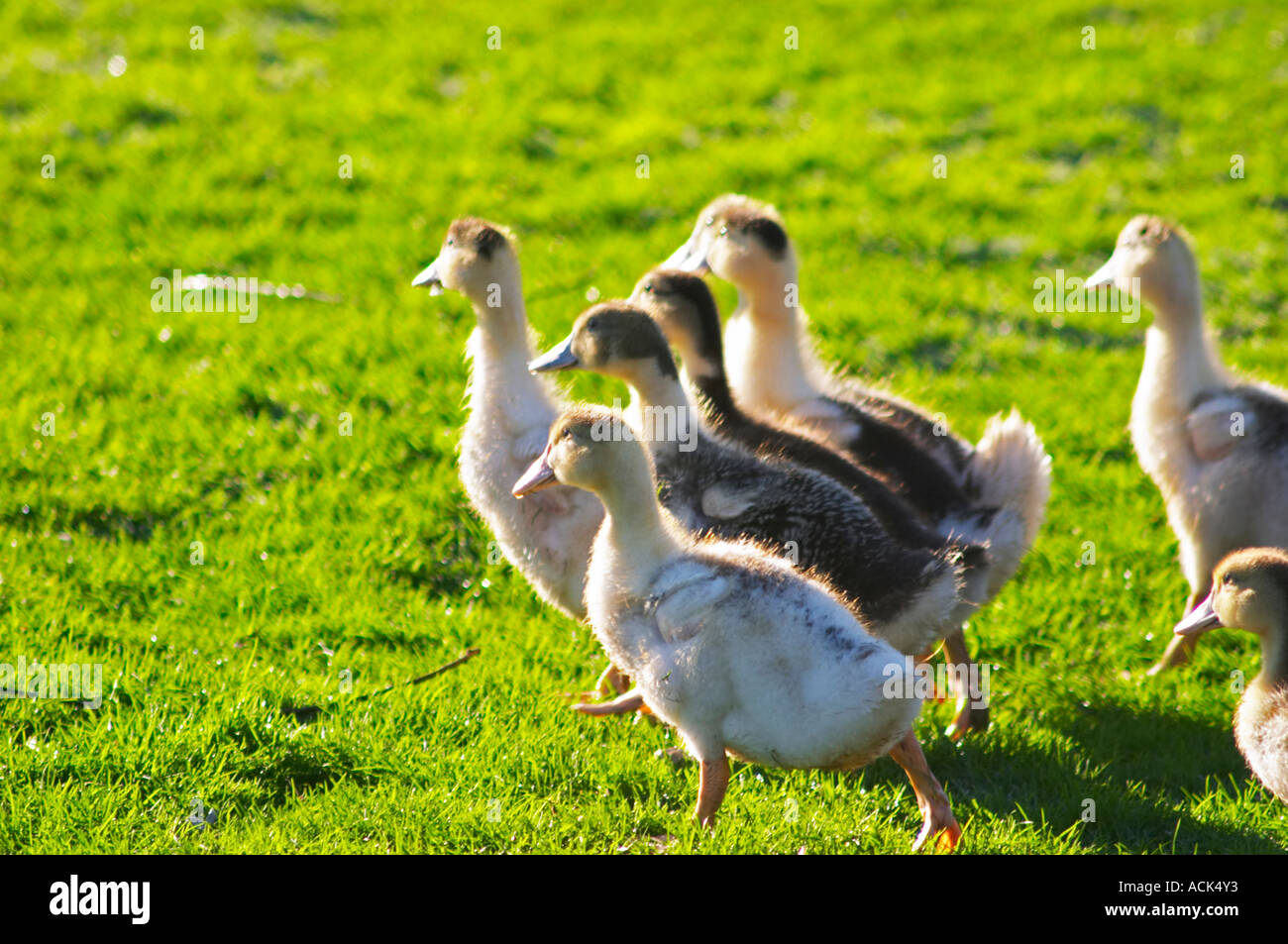 White and black ducks at a duck farm, kept outdoors for grazing before the final force feeding stage to make foie gras duck's liver. Ferme de Biorne duck and fowl farm Dordogne France Stock Photo