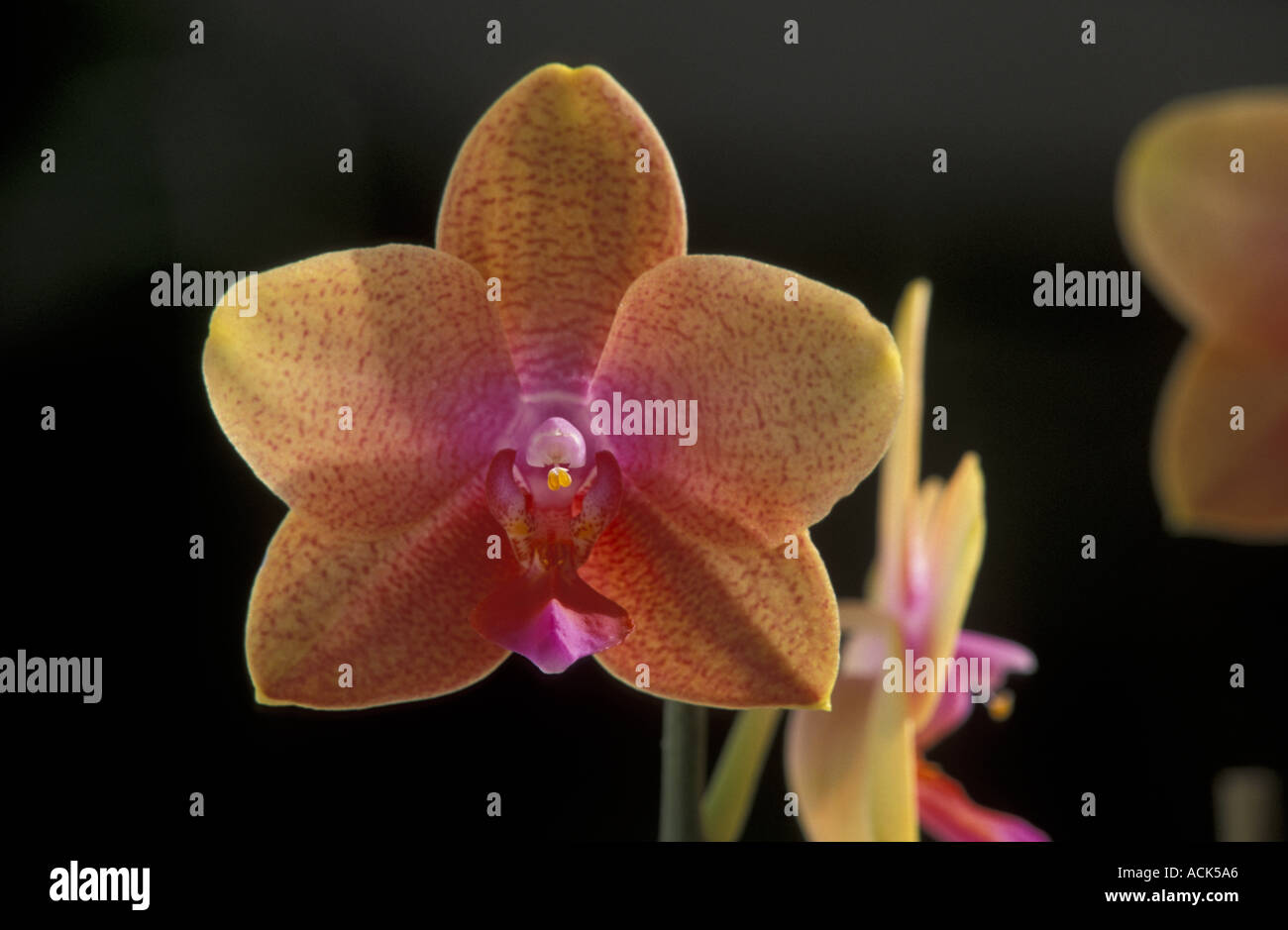 Tropical orchid cultivated Stock Photo