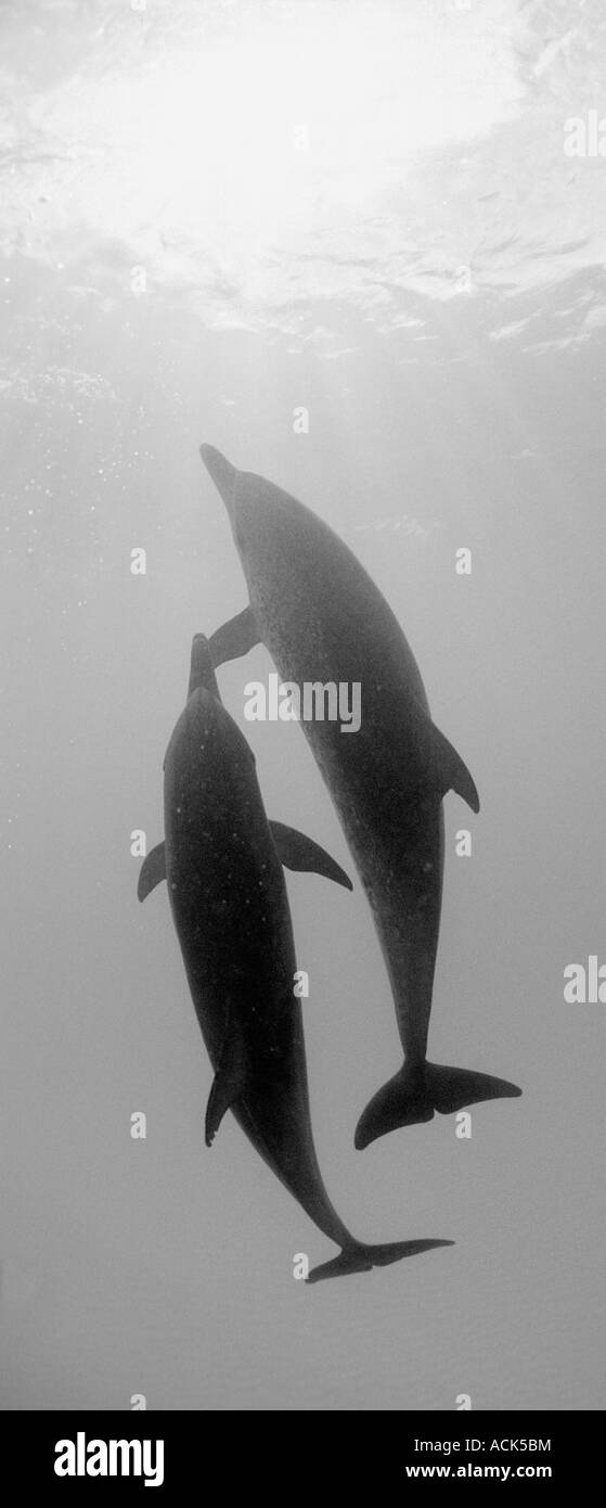 Atlantic spotted dolphin Stenella frontalis Bahamas Atlantic Ocean Stock Photo