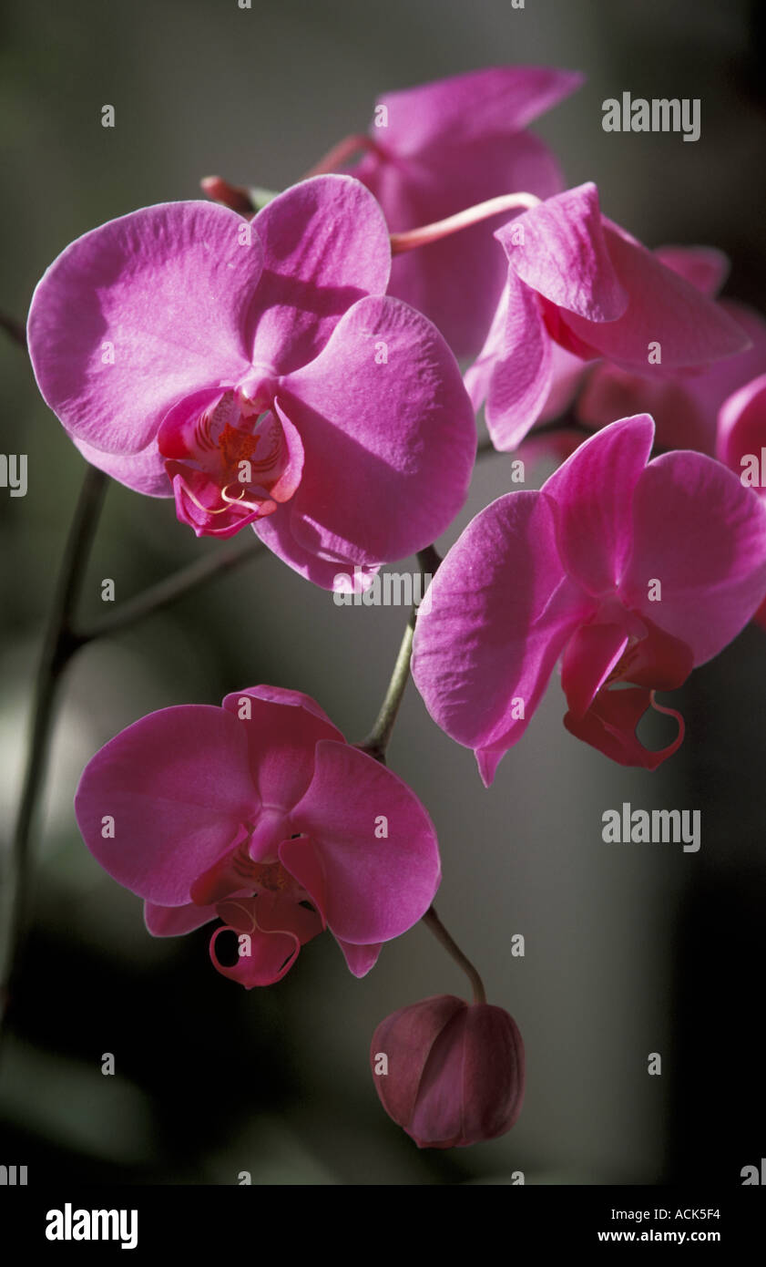 Tropical orchid flower Phalaenopsis violacea Philippines Australia Stock Photo