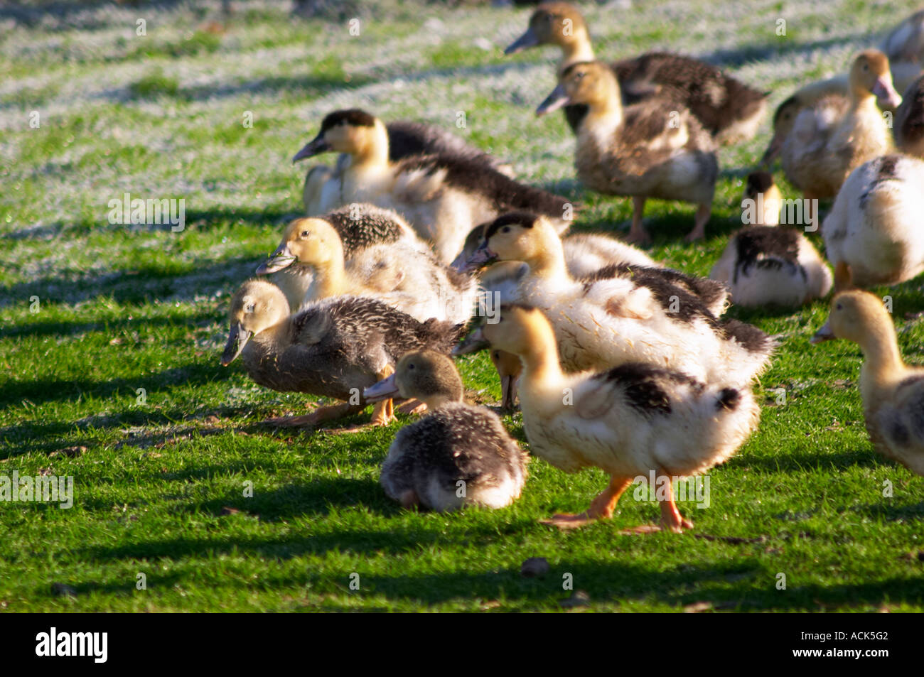 White and black ducks at a duck farm, kept outdoors for grazing before the final force feeding stage to make foie gras duck's liver. Ferme de Biorne duck and fowl farm Dordogne France Stock Photo