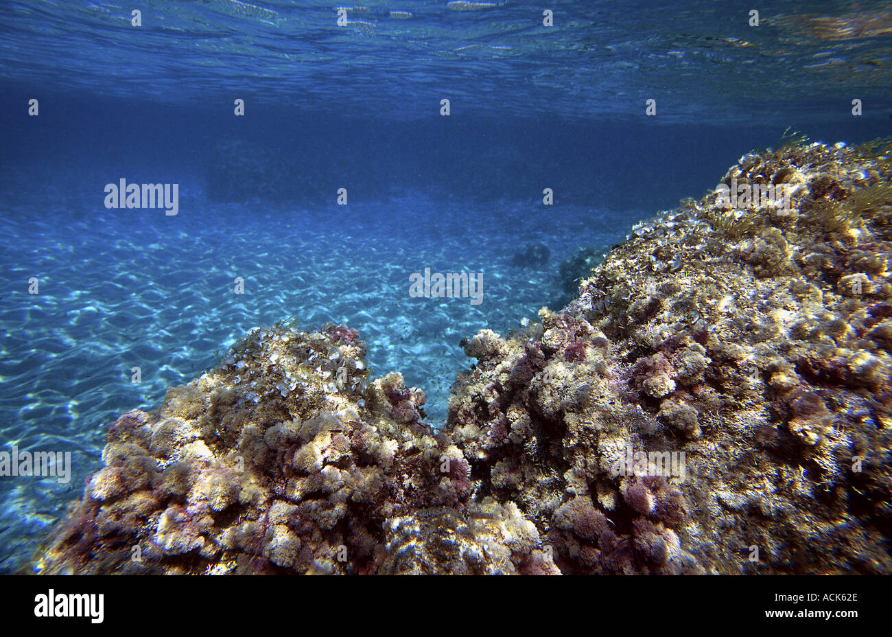 Algae plants hi-res stock photography and images - Alamy