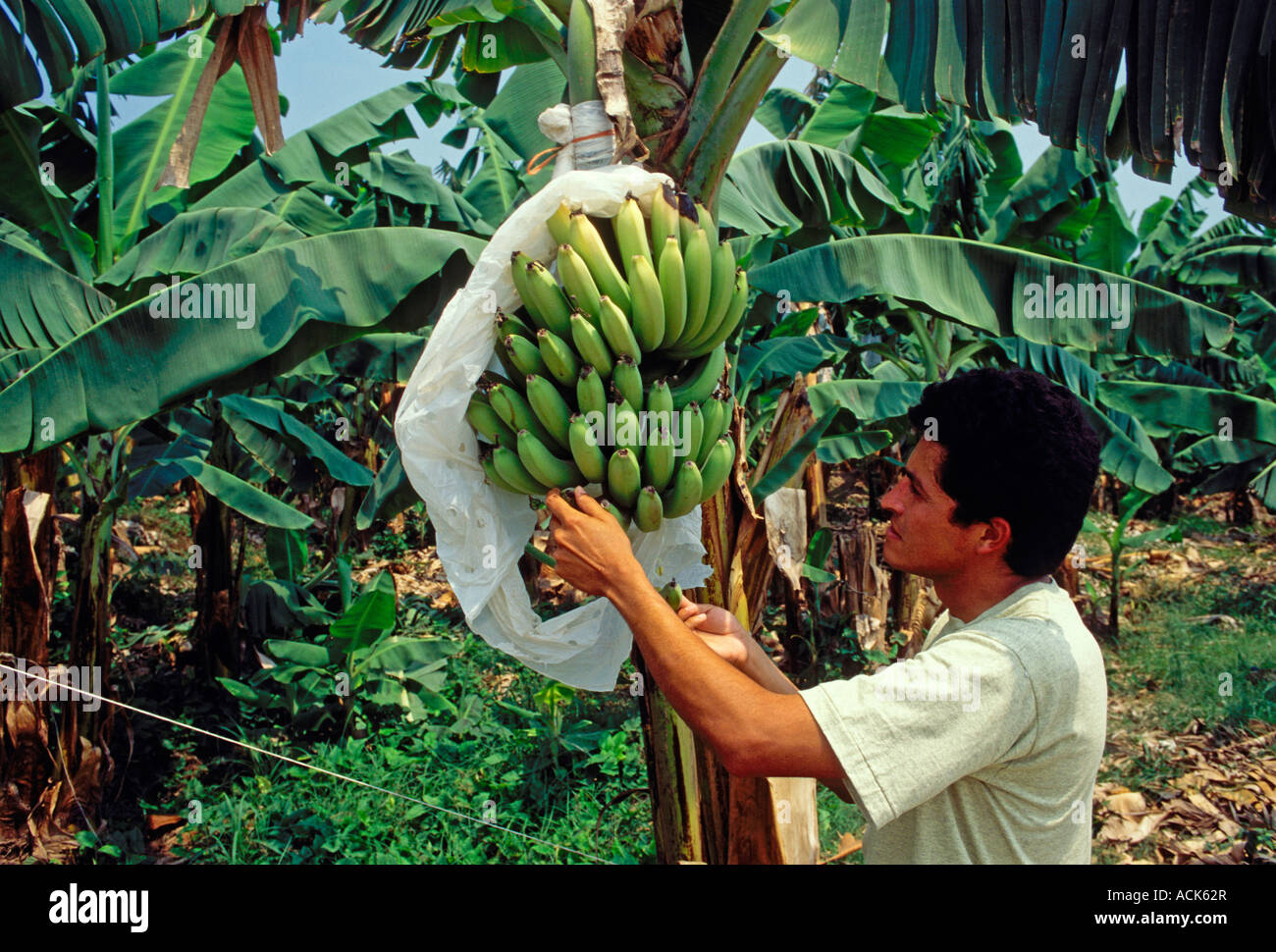 Guatemala banana workers hires stock photography and images Alamy