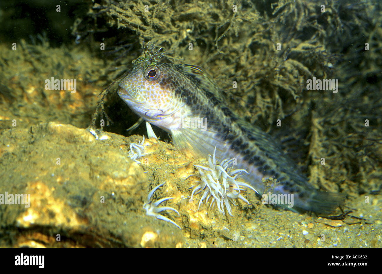Blenny Blennius rouxi Mediterranean Spain Common fish in rocky areas and seagrass prairies Stock Photo