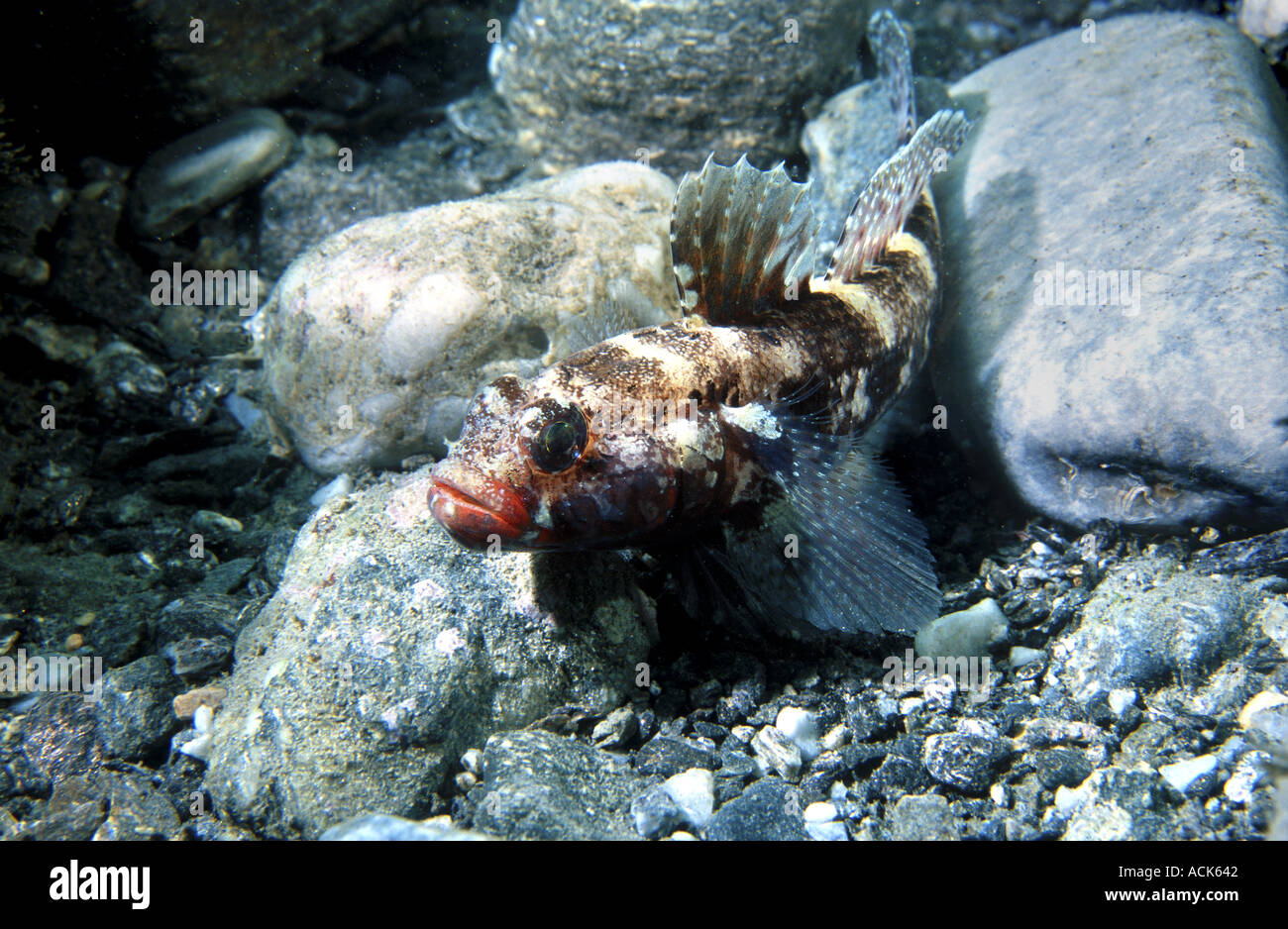 Red mouthed goby Gobius cruentatus Alboran sea Mediterranean Stock Photo