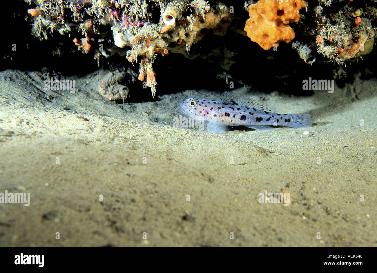 Goby Gobius sp Mediterranean Stock Photo Alamy