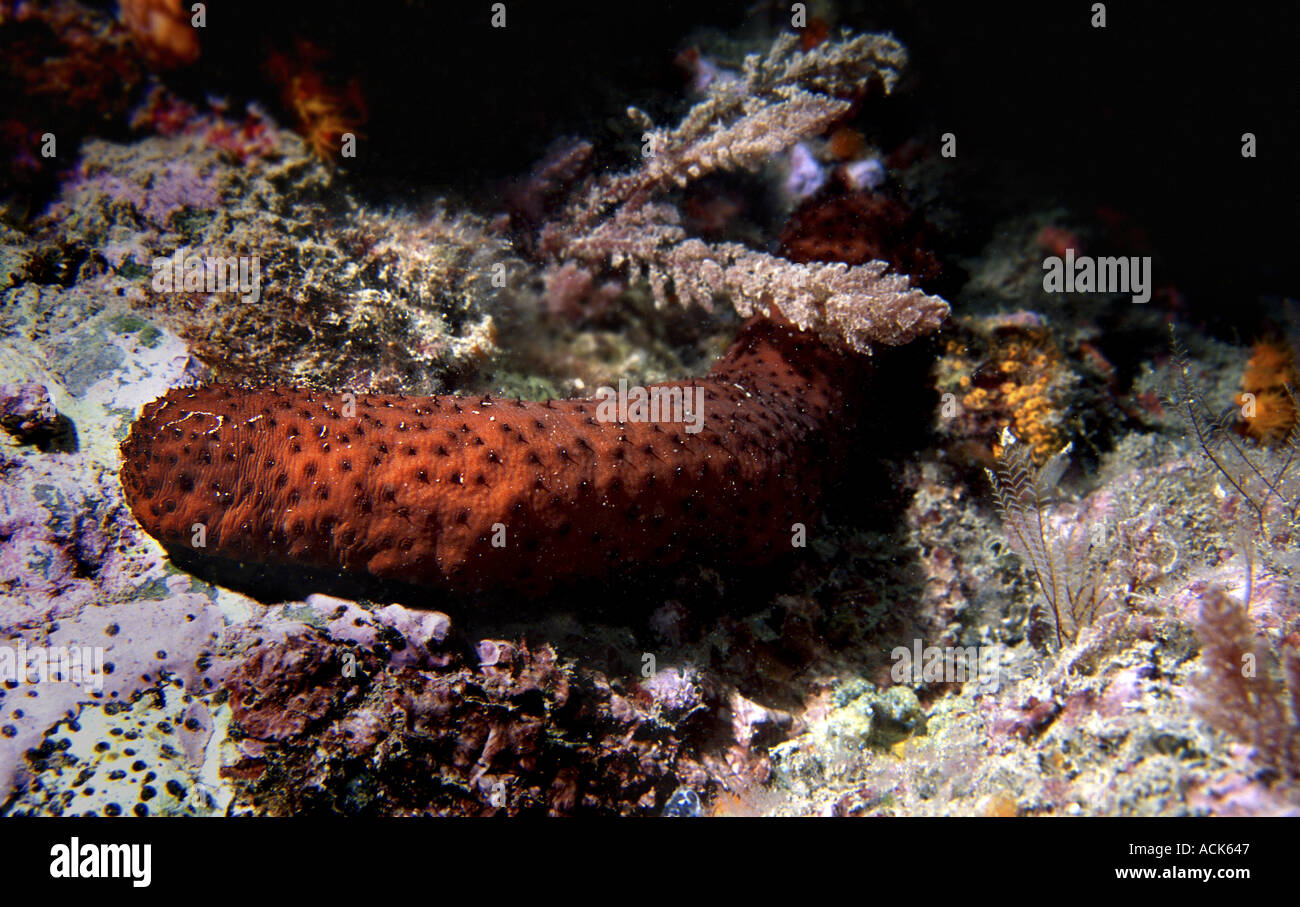 Cotton spinner sea cucumber Holothuria forskali Mediterranean Stock Photo