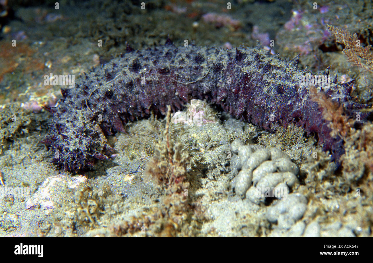 Sea cucumber Holothuria tubulosa Mediterranean Stock Photo