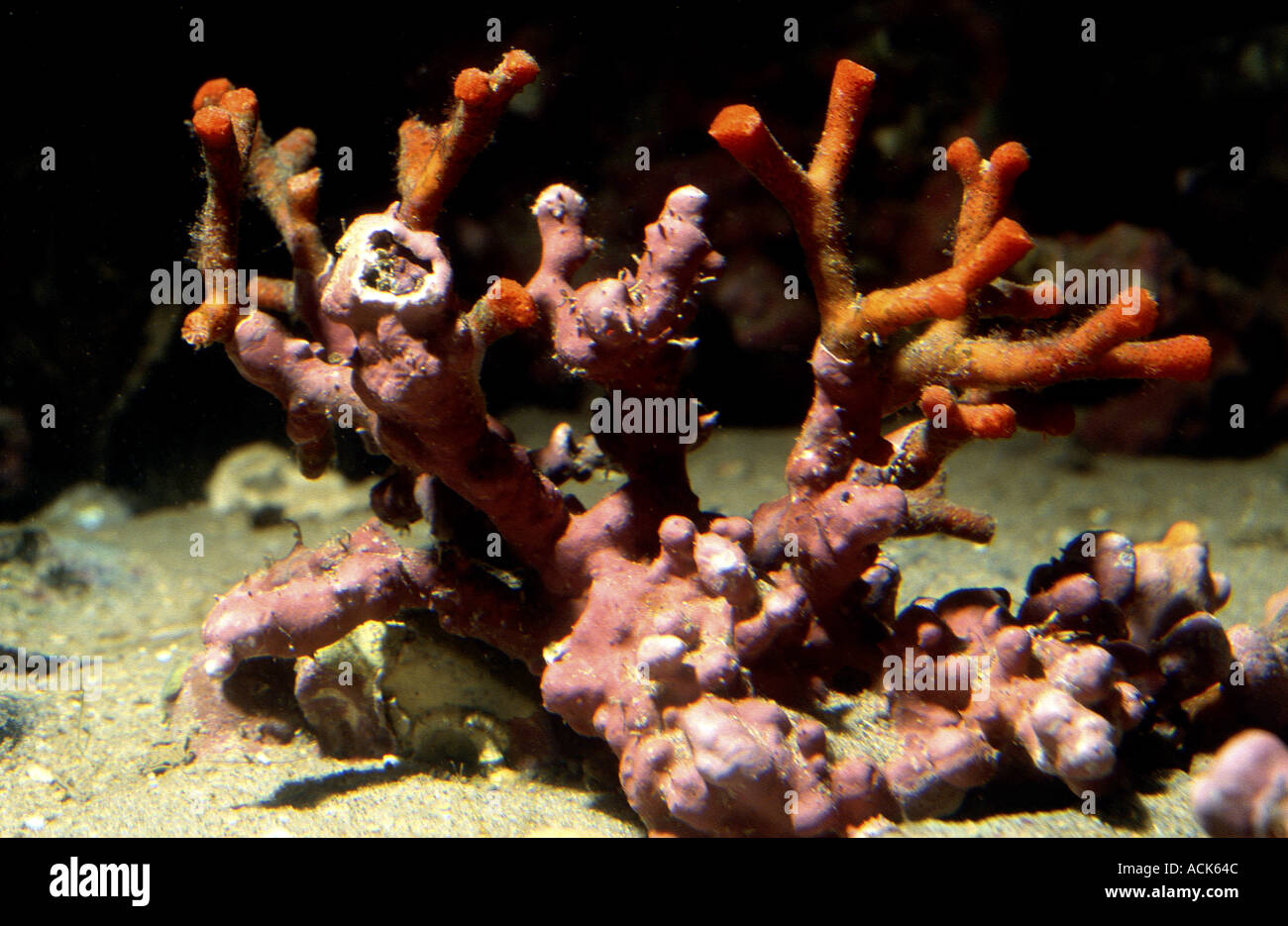 False coral Myriapoda truncata colonial byrozoans Mediterranean Stock Photo