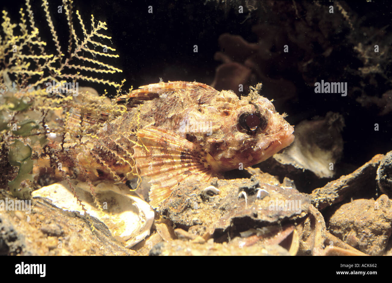 Scorpaena Porcus Hi res Stock Photography And Images Alamy scorpaena-porcus-hi-res-stock-photography-and-images-alamy
