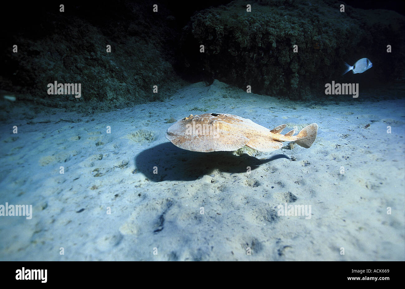 Marbled electric ray Torpedo marmorata Mediterranean Stock Photo