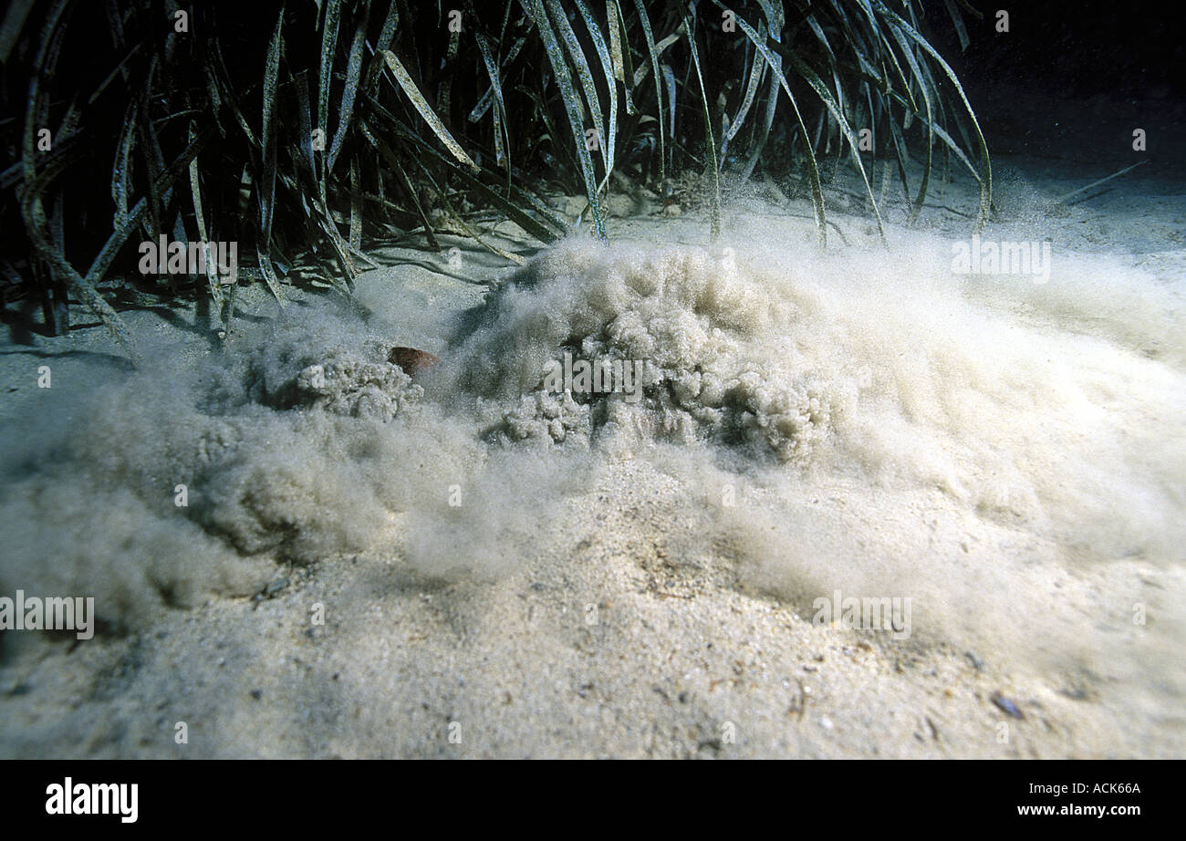 Marbled electric ray burying itself in sand Torpedo marmorata Mediterranean Stock Photo