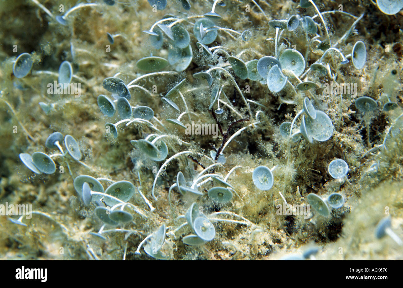 Mermaid s wineglass seaweed Acetabularia acetabulum Mediterranean Stock Photo