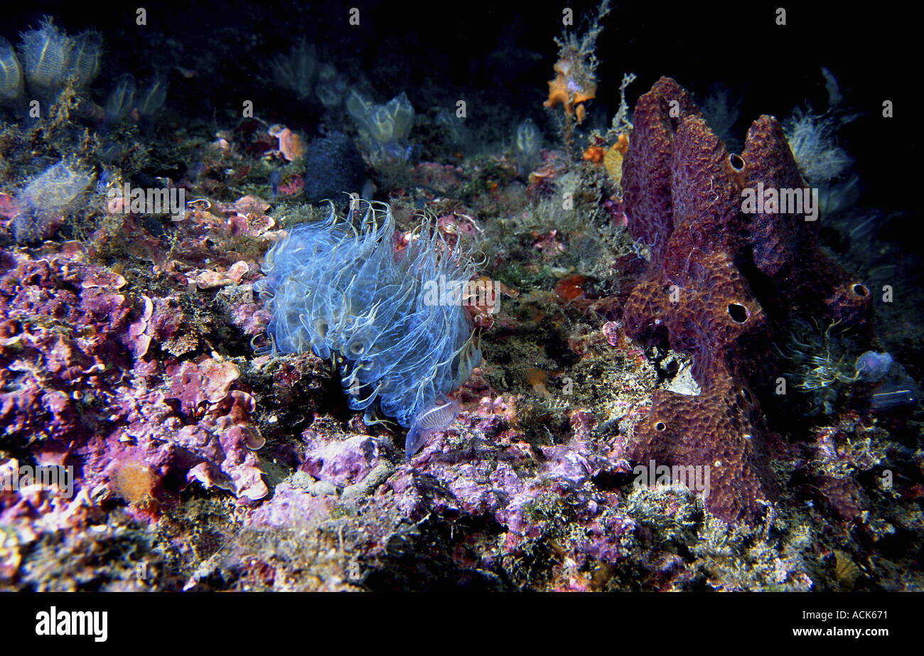 Sea anomone Aiptasia mutabilis Mediterranean Stock Photo