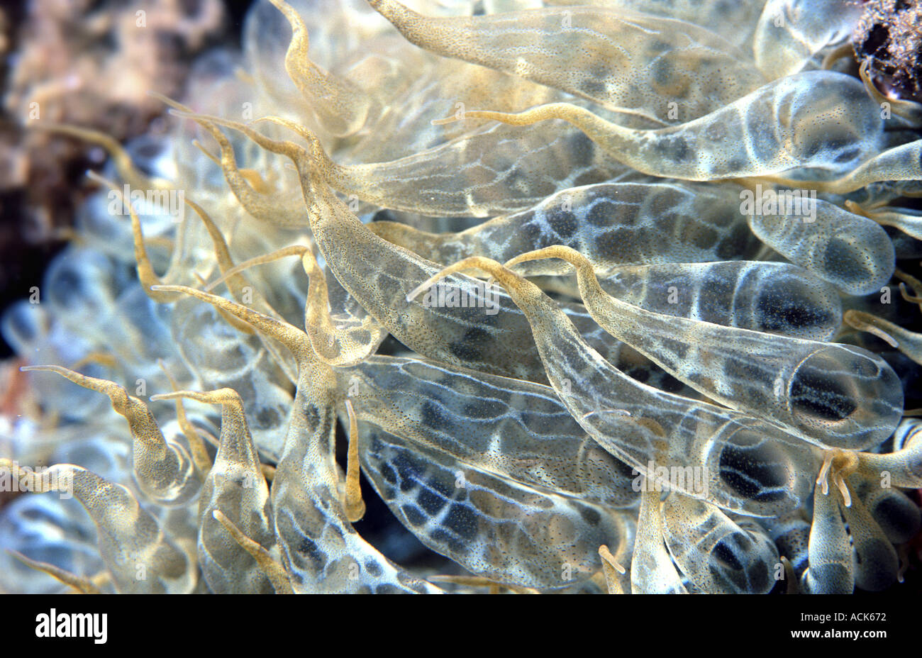 Sea anemone Aiptasia mutabilis close up Mediterranean Stock Photo