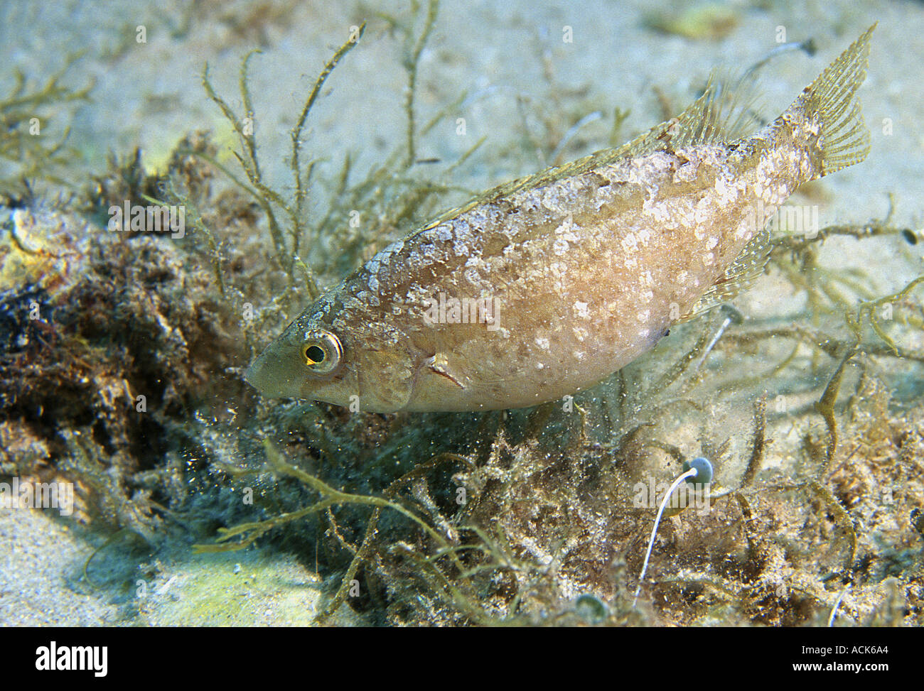 Grey wrasse Symphodus cinereus male builds nest in sand with algae and shells. Female lays eggs in nest for male to fertilise. Stock Photo