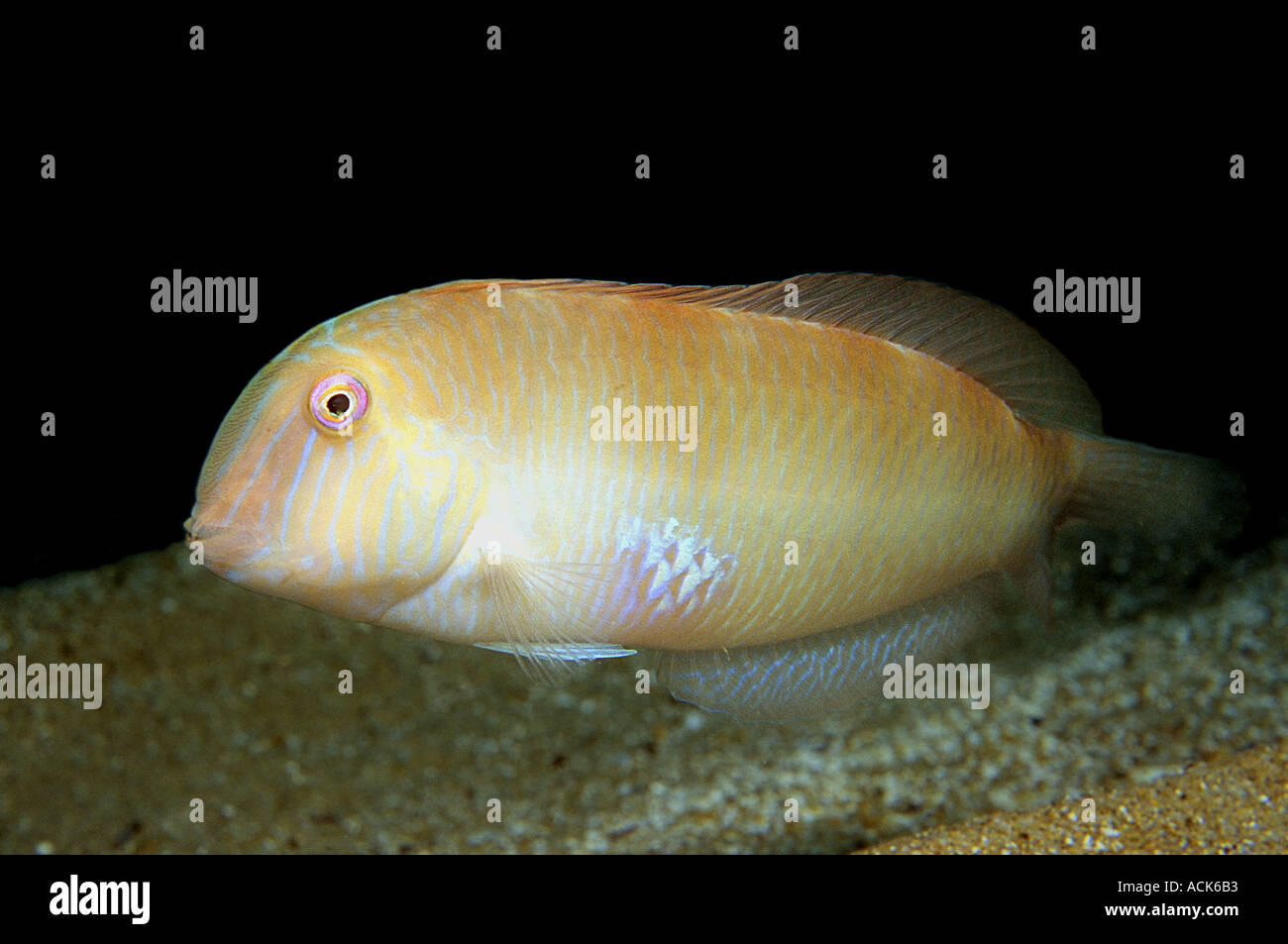 Razor fish Xyrichthys sp Mediterranean Stock Photo