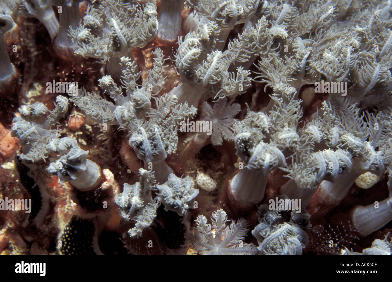 Organ pipe coral polyps open Tubifora musica Yap Is Palau Stock Photo