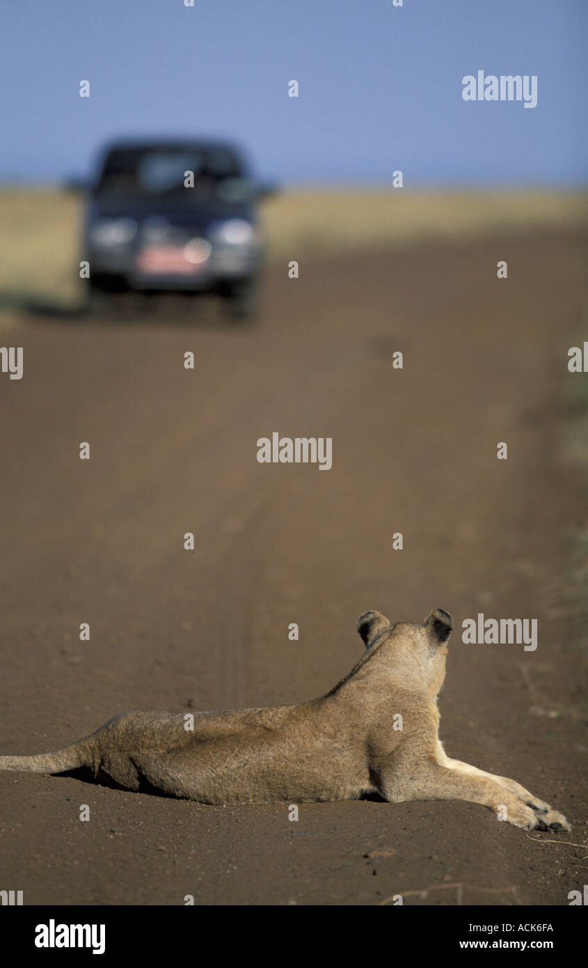 African lion Panthera leo lying on track with approaching car Kenya Stock Photo