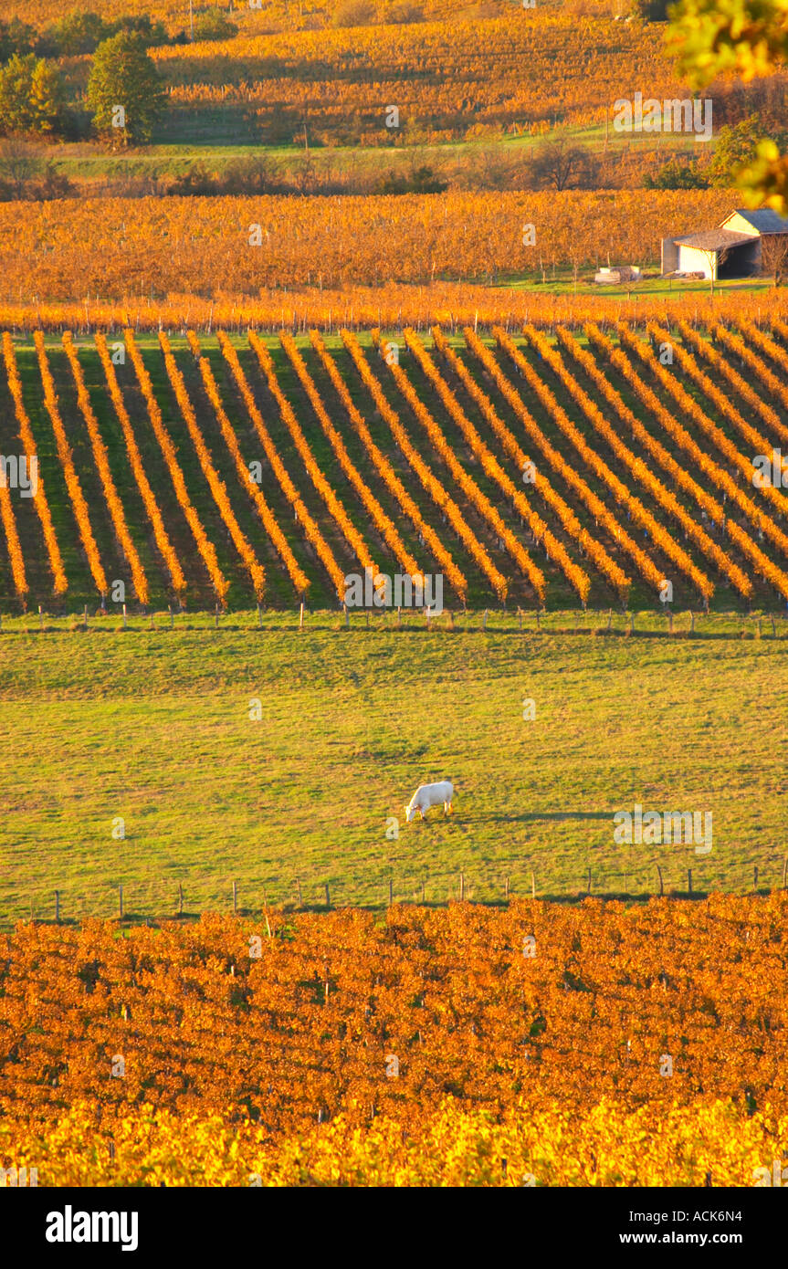 A view over the vineyards in Bergerac at Chateau Belingard in evening ...