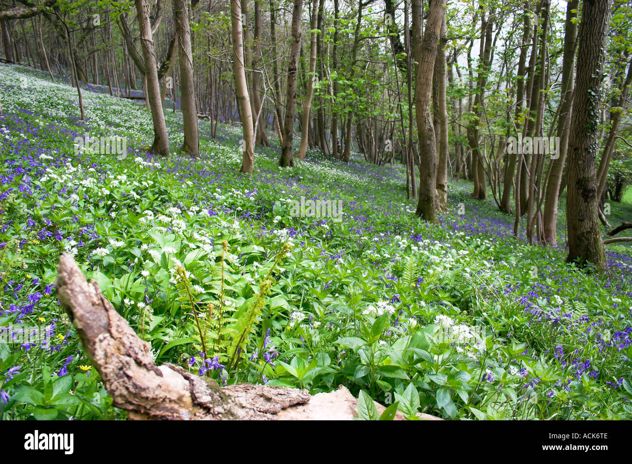Wooded Forest of allium White Wild Garlic and Bluebells and trees Tyneham Village Stock Photo