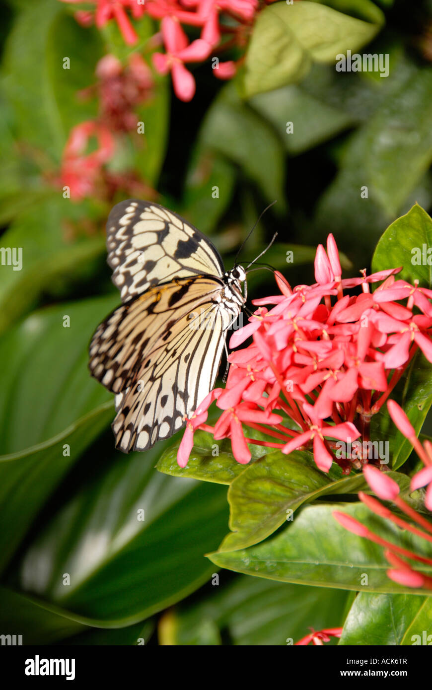 Paper Kite Butterfly Stock Photo