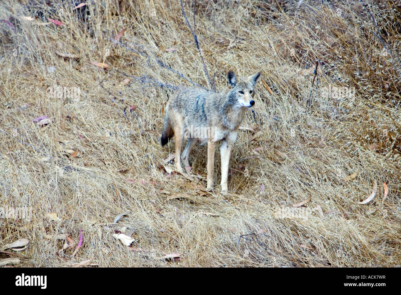 Coyote hunting for prey Stock Photo Alamy