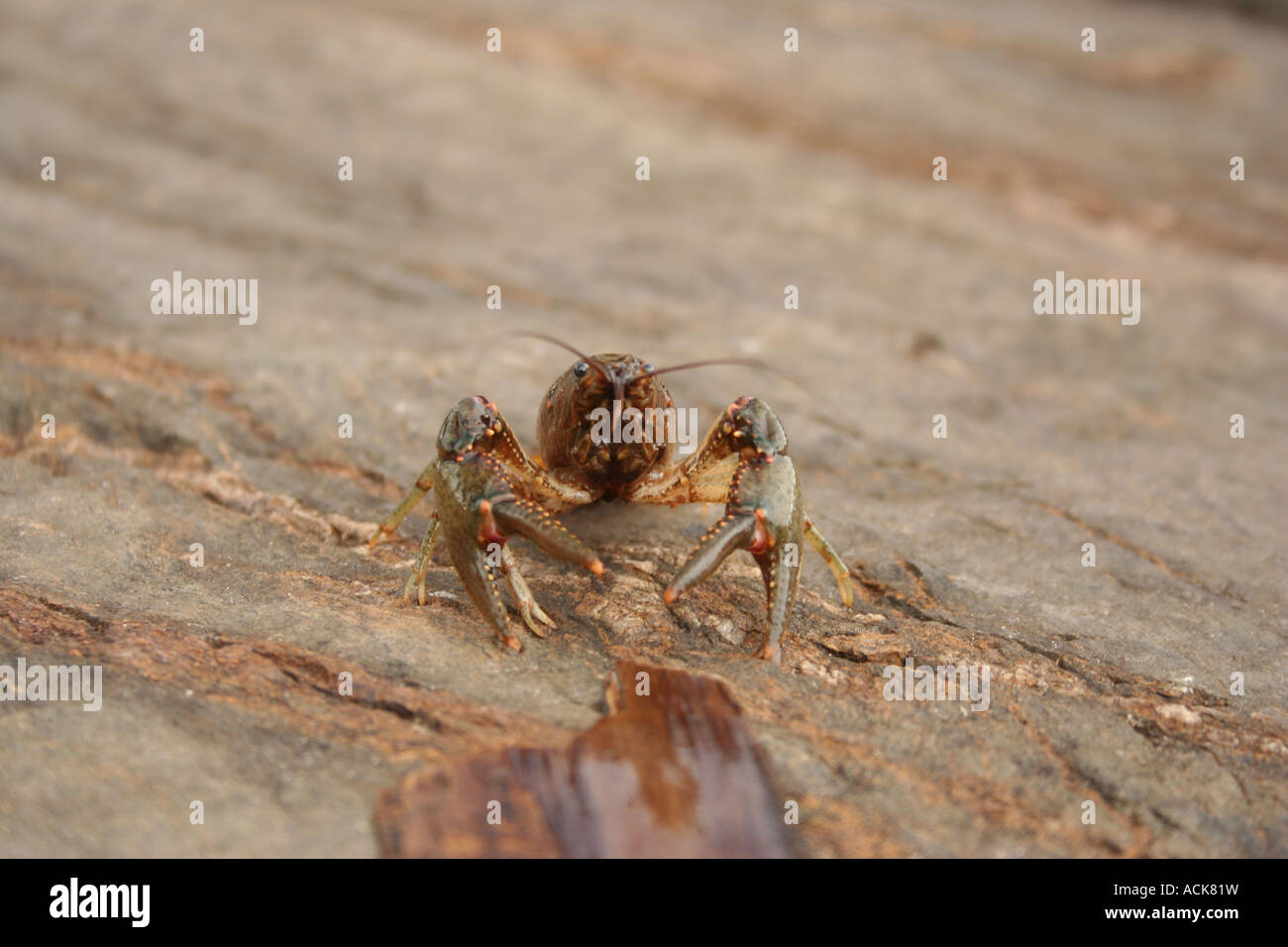 Crawfish Shell On Rocks Crawdad hi-res stock photography and images - Alamy