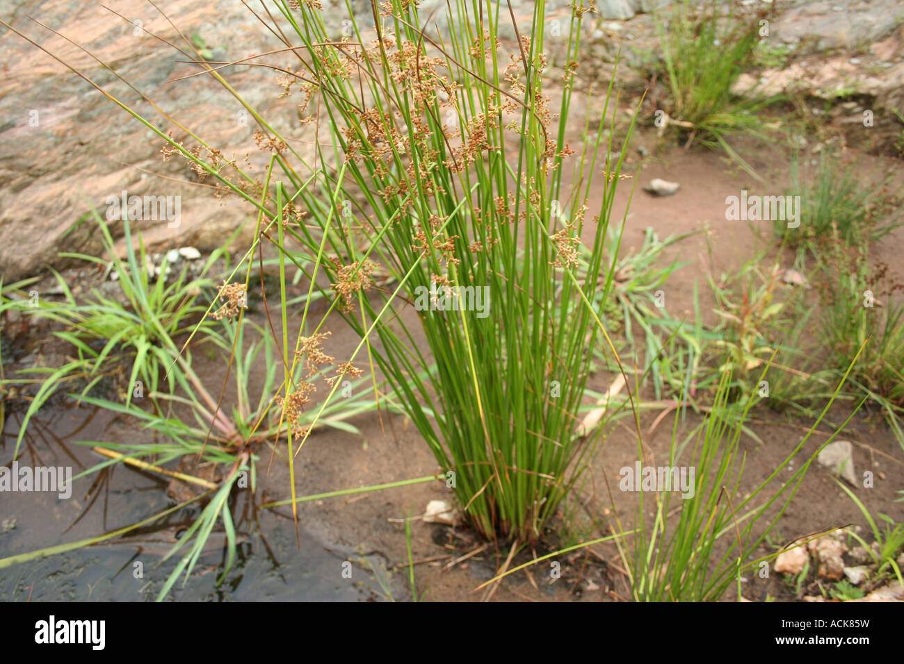 Reeds growing on a riverbank Stock Photo - Alamy