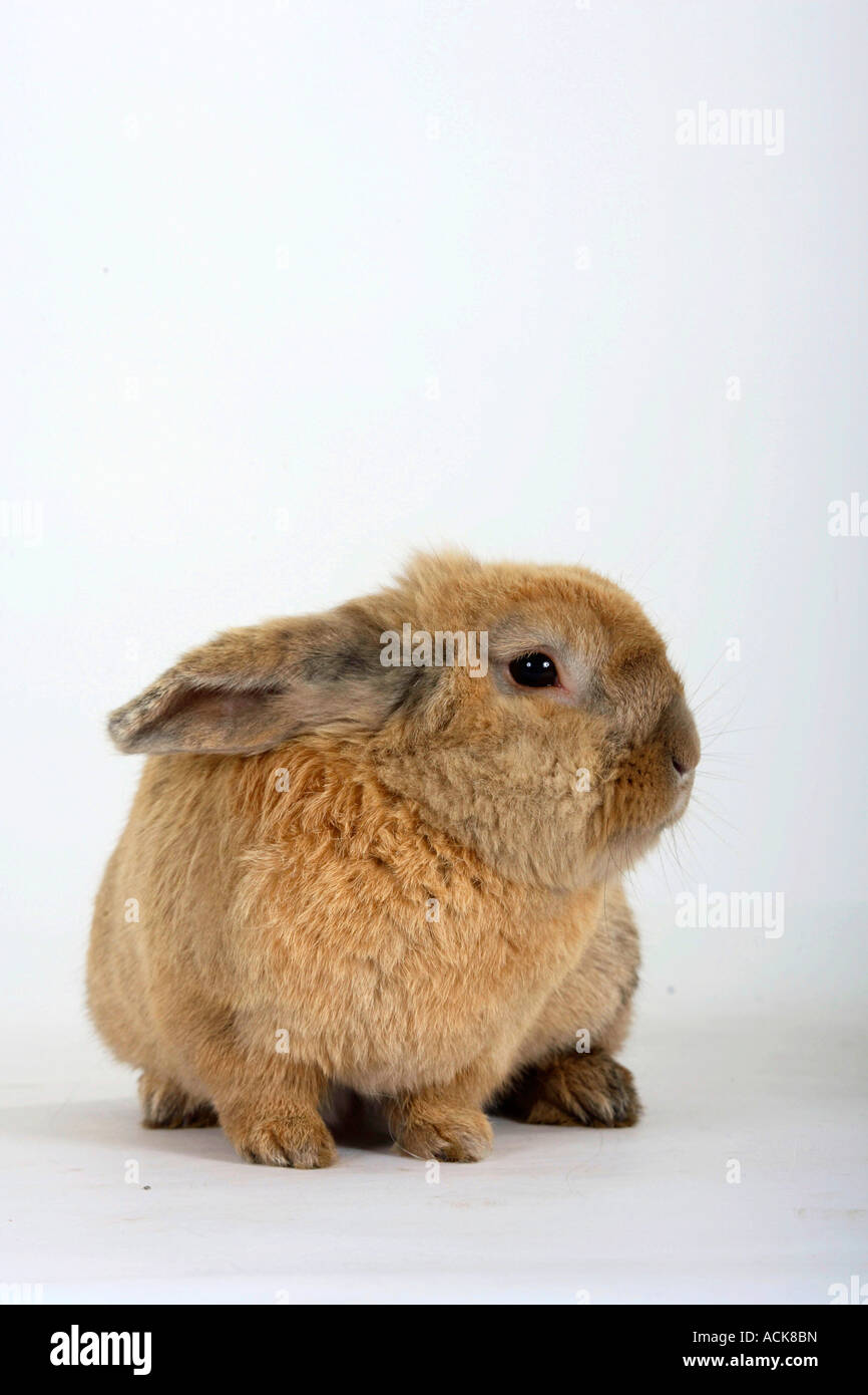 Pet rabbit hi-res stock photography and images - Alamy